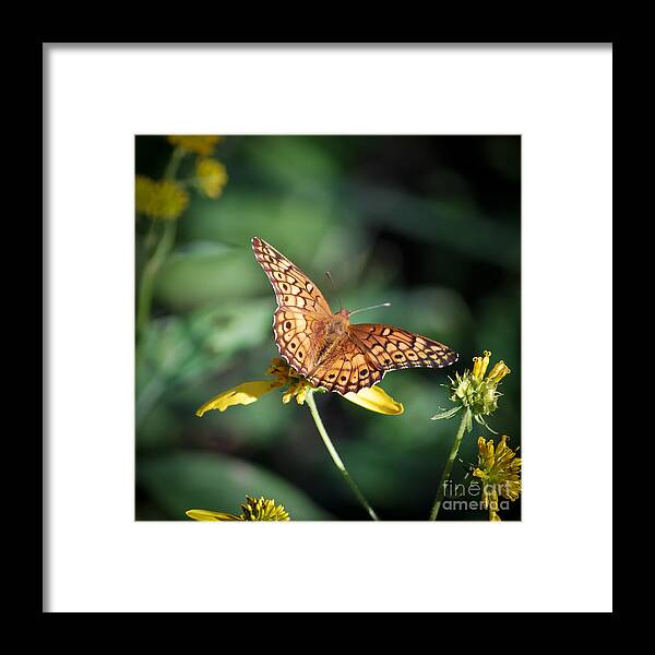 Butterfly Framed Print featuring the photograph Variegated Fritillary Butterfly by Kerri Farley