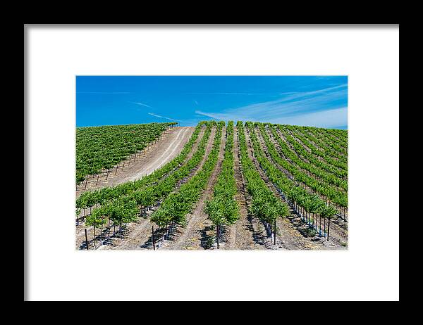 Brentwood Framed Print featuring the photograph Vasco Vines 2 by Robin Mayoff