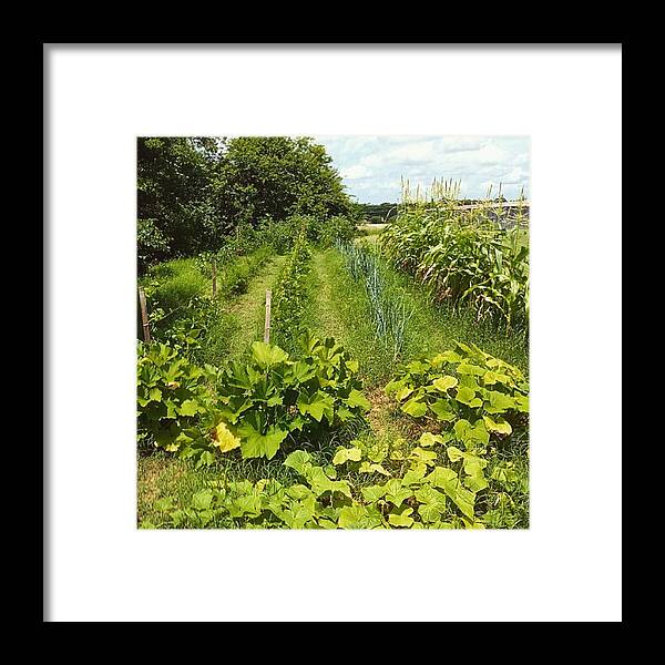 Gardening Framed Print featuring the photograph Vegetable Garden. Isn't Our Garden by Dominique Ford