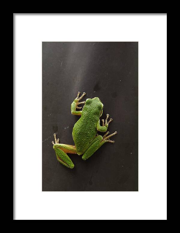 Pacific Chorus Frog Framed Print featuring the photograph Velcro Feet by I'ina Van Lawick