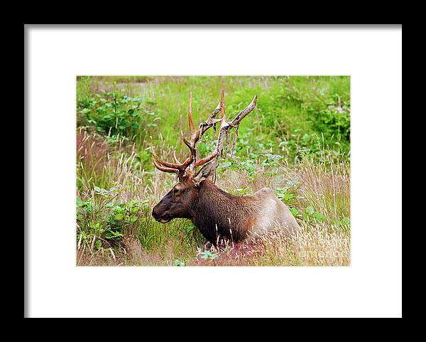 Bull Framed Print featuring the photograph Velvet Tatters by Michael Dawson