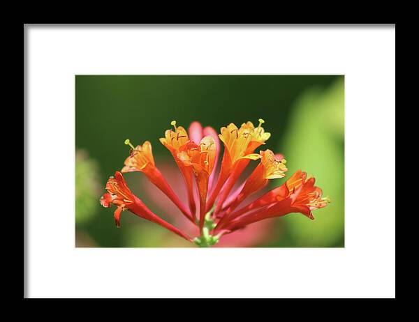 Flower Framed Print featuring the photograph Verbena by Walter Stankiewicz