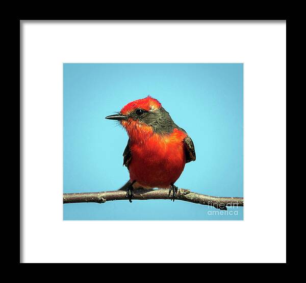 Nature Framed Print featuring the photograph Vermilion Flycatcher - Pyrocephalus Rubinus by DB Hayes