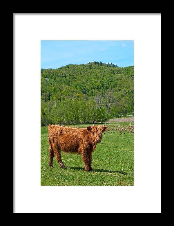 Vermont Framed Print featuring the photograph Vermont Cow by Mandy Wiltse