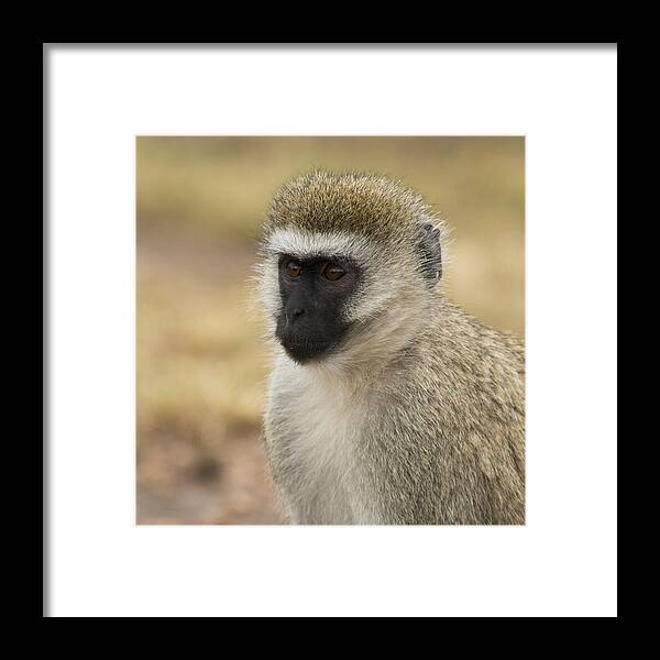 Monkey Framed Print featuring the photograph Vervet Monkey by Ramabhadran Thirupattur