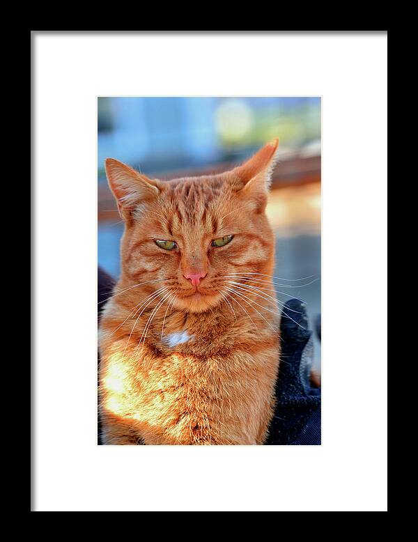 Orange Cat Framed Print featuring the photograph Very Orange Cat by Kae Cheatham