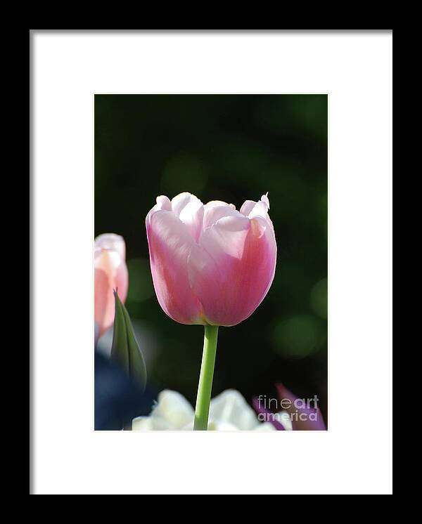  Framed Print featuring the photograph Very Pretty Pale Pink Tulip Blossom in Spring by DejaVu Designs