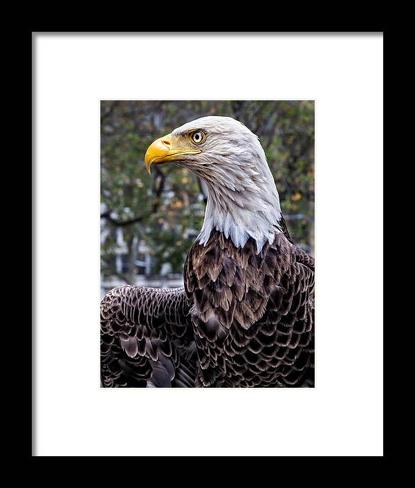 Veterans Day Nyc 11 11 2015 Framed Print featuring the photograph Veterans Day NYC 11 11 2015 Challenger the Bald Eagle by Robert Ullmann