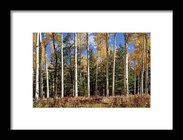 Aspen Trees Framed Print featuring the photograph Vibrancy of Autumn II by Leda Robertson