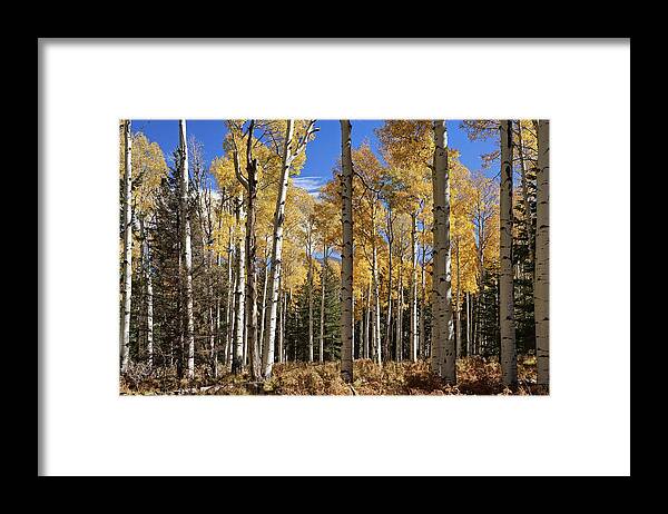 Aspen Trees Framed Print featuring the photograph Vibrancy of Autumn III by Leda Robertson
