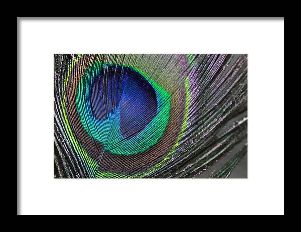 Peaock Framed Print featuring the photograph Vibrant Green Feather by Angela Murdcok