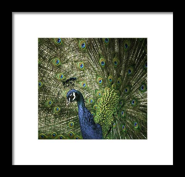 Male Peacock Framed Print featuring the photograph Vibrant Peacock by Jason Moynihan