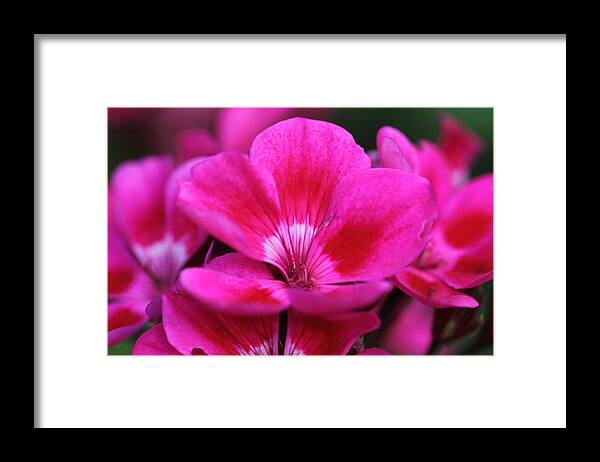 Pink Flowers Framed Print featuring the photograph Vibrant Pink Flowers by Angela Murdock