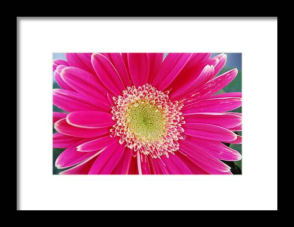 Flower Framed Print featuring the photograph Vibrant Pink Gerber Daisy by Amy Fose