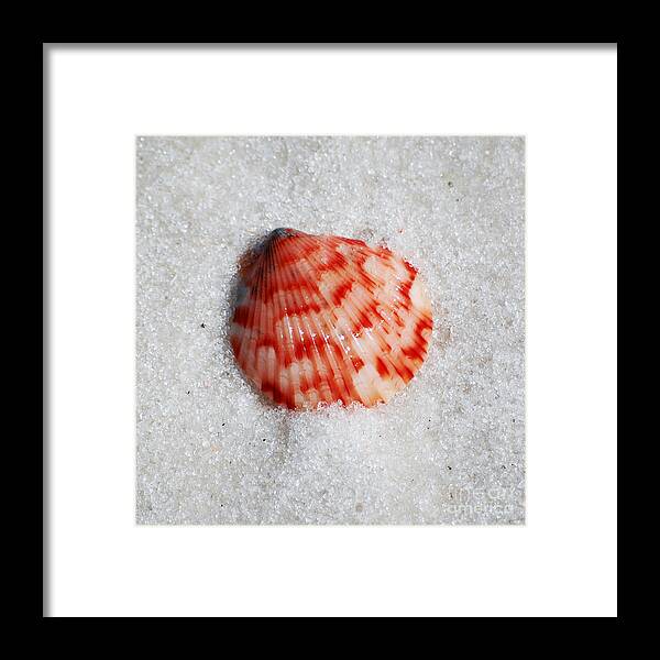 Shell Framed Print featuring the photograph Vibrant Red Ribbed Sea Shell in Fine Wet Sand Macro Square Format by Shawn O'Brien