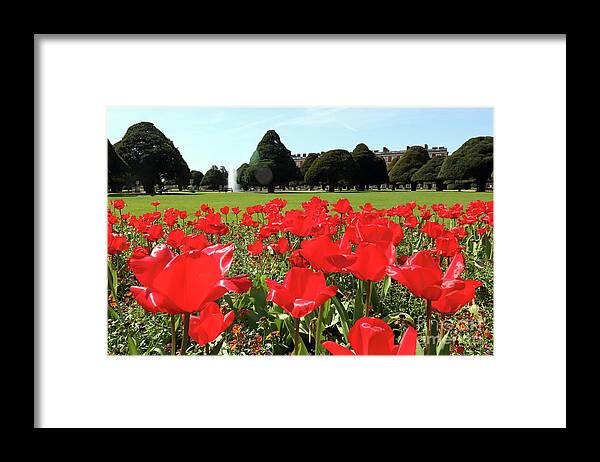 Spring Framed Print featuring the photograph Vibrant Red Tulips at Hampton Court by Julia Gavin