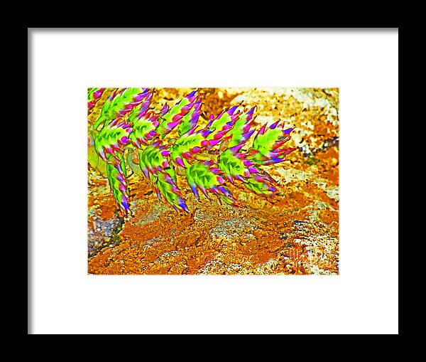  Framed Print featuring the photograph Vibrant succulents by David Frederick