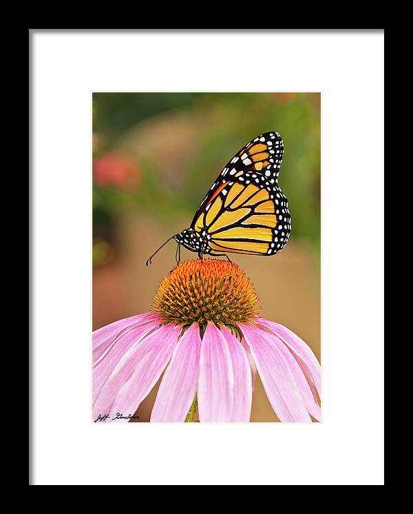 Animal Framed Print featuring the photograph Monarch Butterfly on a Purple Coneflower by Jeff Goulden