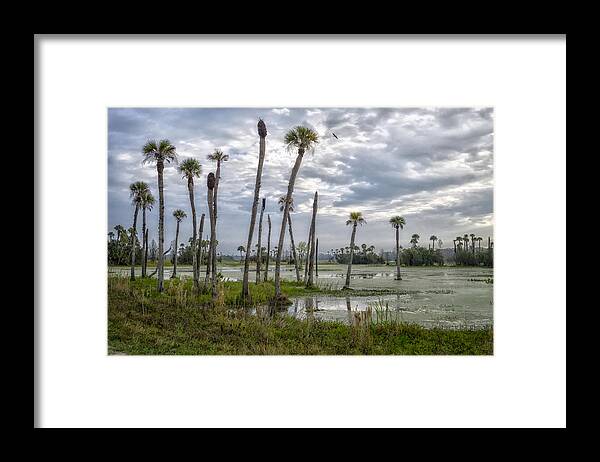 Crystal Yingling Framed Print featuring the photograph Viera by Ghostwinds Photography