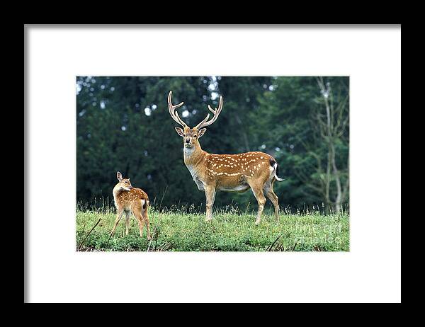 Adult Framed Print featuring the photograph Vietnamese Sika Deer by Gerard Lacz