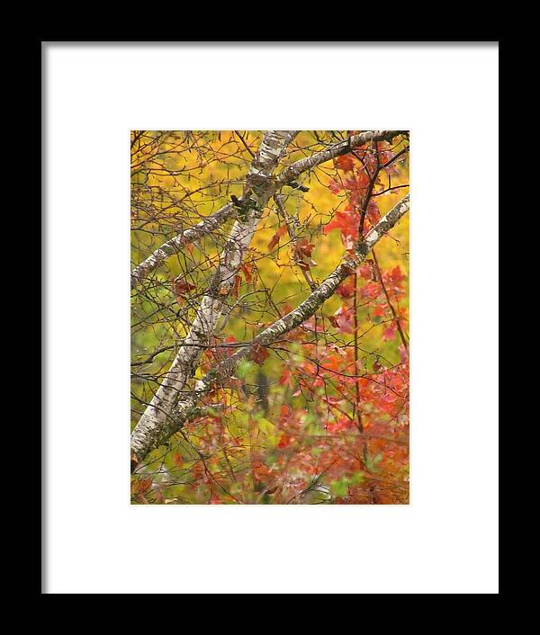 Trees Framed Print featuring the photograph View From My Window by Lori Frisch