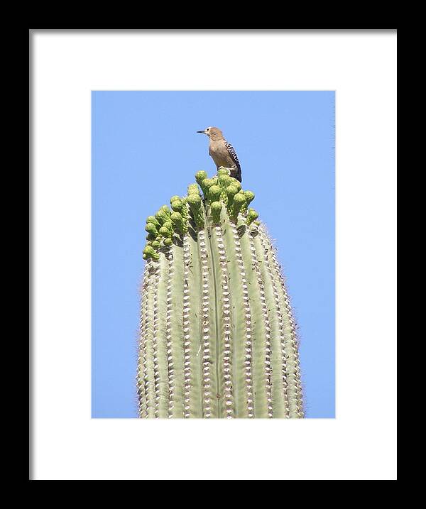 Catcus Framed Print featuring the photograph View of the Desert by Jeanette Oberholtzer