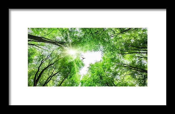 Tree Framed Print featuring the photograph View through tree canopy with bird soaring by Simon Bratt