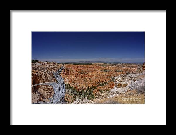 Bryce Canyon National Park Framed Print featuring the photograph View with old tree at Bryce Canyon National Park by Dan Friend