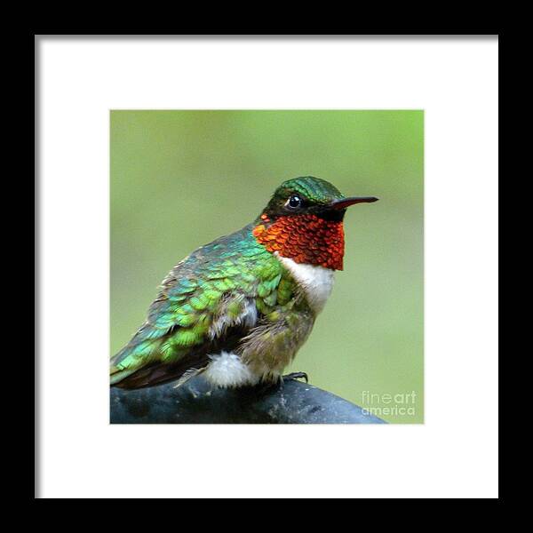 Ruby-throated Hummingbird Framed Print featuring the photograph Vigilant Hummer by Jean Wright