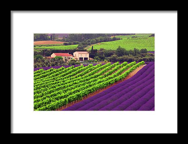 Lavender Fields Framed Print featuring the photograph Vignes et Lavande by John Galbo