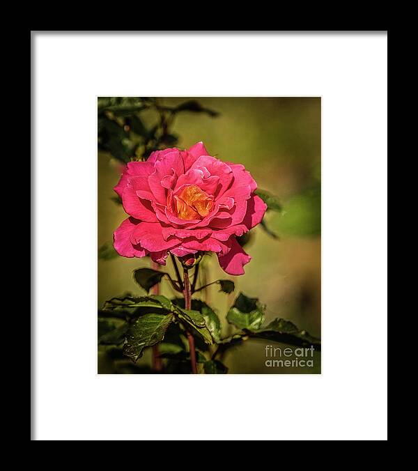 Perennial Framed Print featuring the photograph Vignetted Rose by Robert Bales