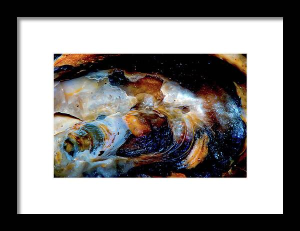 Sea Shell Framed Print featuring the photograph Vilano Sea Shell Constellation by Gina O'Brien