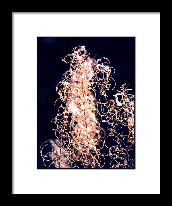 Vines Framed Print featuring the photograph Vine Circles and Light by Kae Cheatham