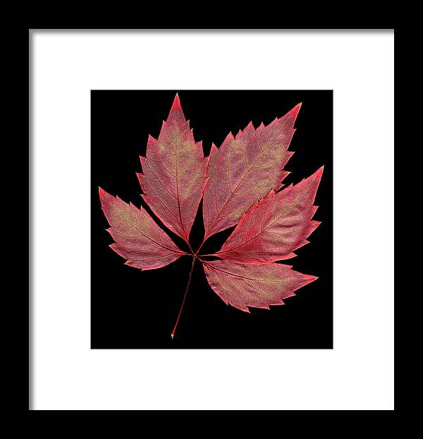 Leaf Framed Print featuring the photograph Vine Leaf by Stefania Levi