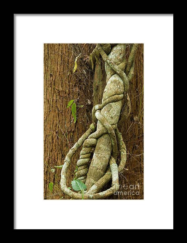 Tree Framed Print featuring the photograph Vine by Werner Padarin