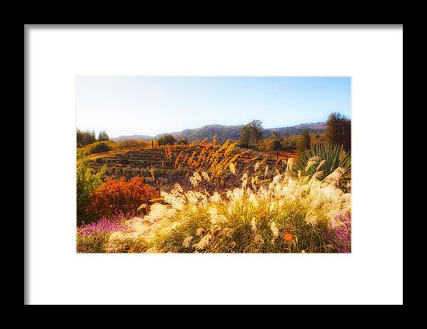 Vineyard Framed Print featuring the photograph Vineyard Afternoon by Mike-Hope by Michael Hope