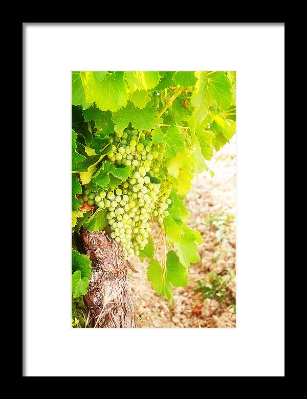 Vineyard Framed Print featuring the photograph Vineyard by Anastasy Yarmolovich