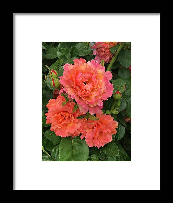 Long Island Framed Print featuring the photograph Vineyard flowers by Jennifer Stark