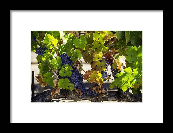 Grapes Framed Print featuring the photograph Vineyard Grapes by Garry Gay