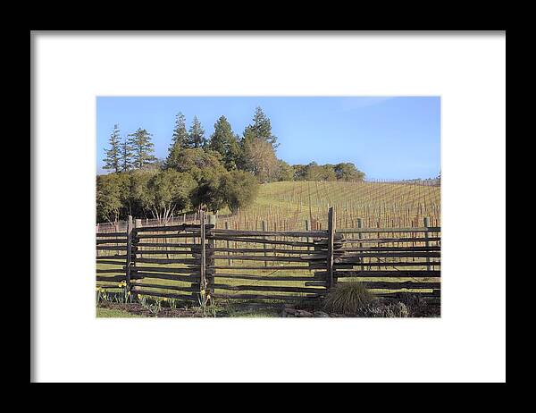 Anderson Valley Framed Print featuring the photograph Vineyard in the Spring by Lisa Dunn