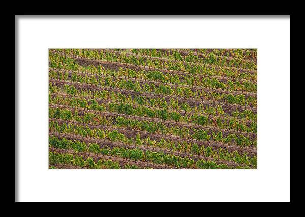 David Letts Framed Print featuring the painting Vineyard of Portugal by David Letts