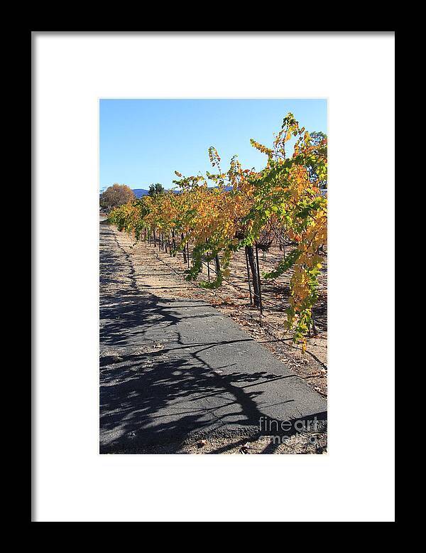 Wine Framed Print featuring the photograph Vineyard Shadows by Suzanne Oesterling