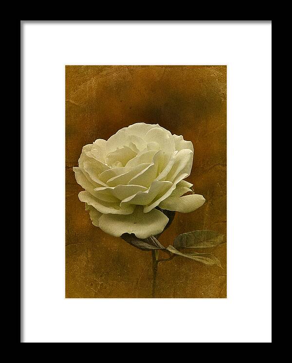 White Rose Framed Print featuring the photograph Vintage November White Rose by Richard Cummings