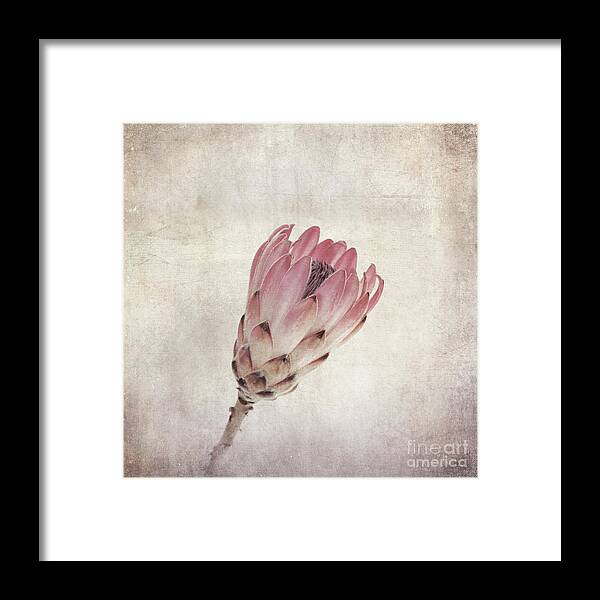 Protea Framed Print featuring the photograph Vintage protea flower by Jane Rix