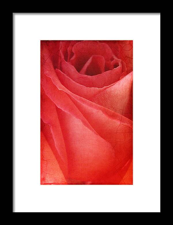 Rose Framed Print featuring the photograph Vintage Rose by Cathy Kovarik