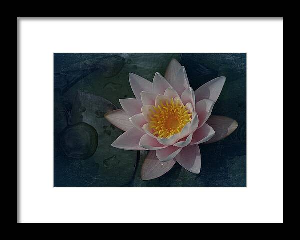 Water Lily Framed Print featuring the photograph Vintage Water Lily by Richard Cummings