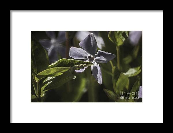 Black Pearl Chilli Flower Framed Print featuring the photograph Violet Flower by Doc Braham