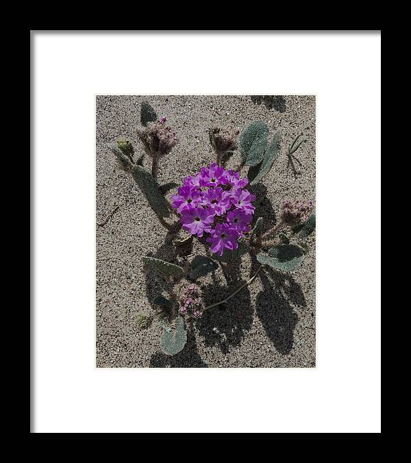 Violet Framed Print featuring the photograph Violets In The Sand by Jeremy McKay