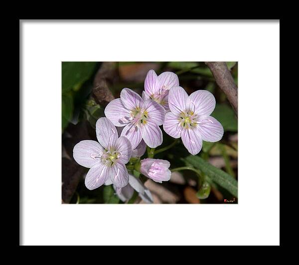 Spring Framed Print featuring the photograph Virginia or Narrowleaf Spring-Beauty DSPF041 by Gerry Gantt