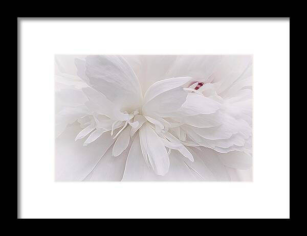 Flower Framed Print featuring the photograph White Ballet Powder Puff by Darlene Kwiatkowski